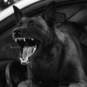 Meet your Posher, Liam